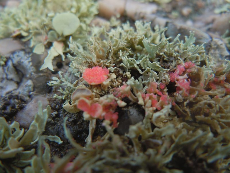 ....Funghi lichenicoli su Ramaline?